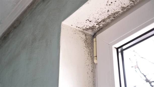 Best Mold Prevention Services  in Middleburg Heights, OH