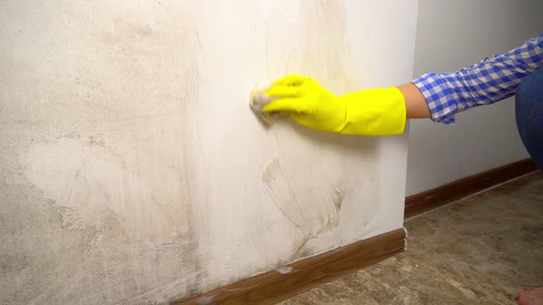 Middleburg Heights, OH Mold Removal Company