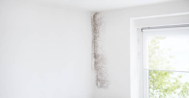  Middleburg Heights, OH Mold Removal Pros