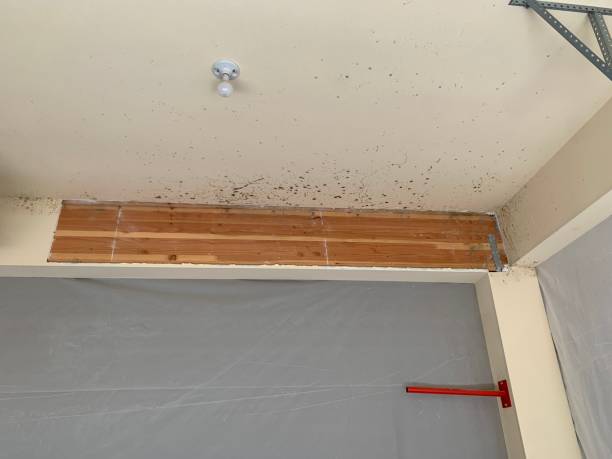 Best Mold Removal for HVAC Installations  in Middleburg Heights, OH