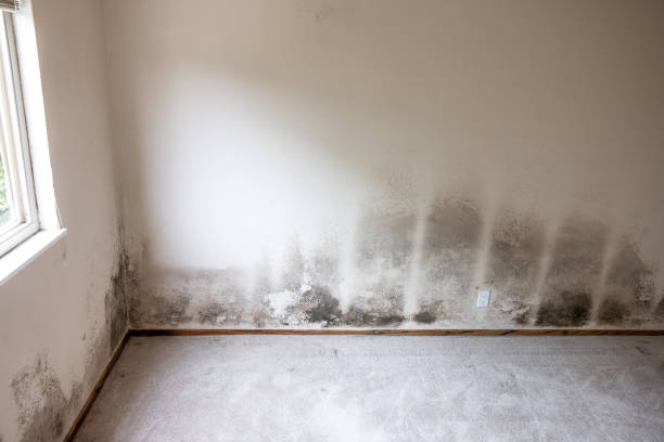 Best Air Quality Testing for Mold Spores  in Middleburg Heights, OH