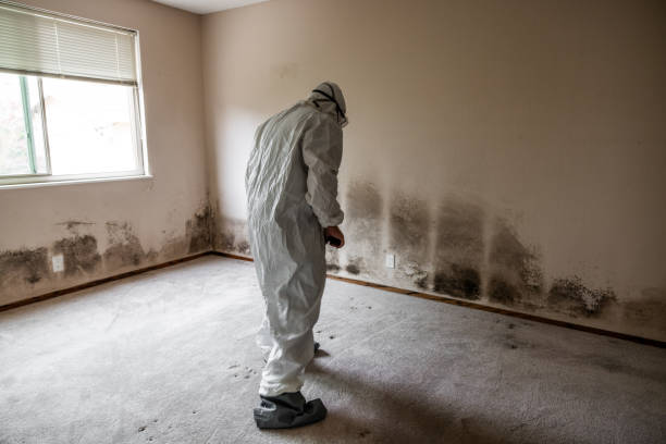 Asbestos and Lead Testing During Mold Inspection in Middleburg Heights, OH