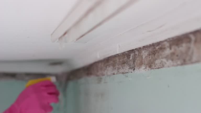 Best Environmental Consulting for Mold Prevention  in Middleburg Heights, OH